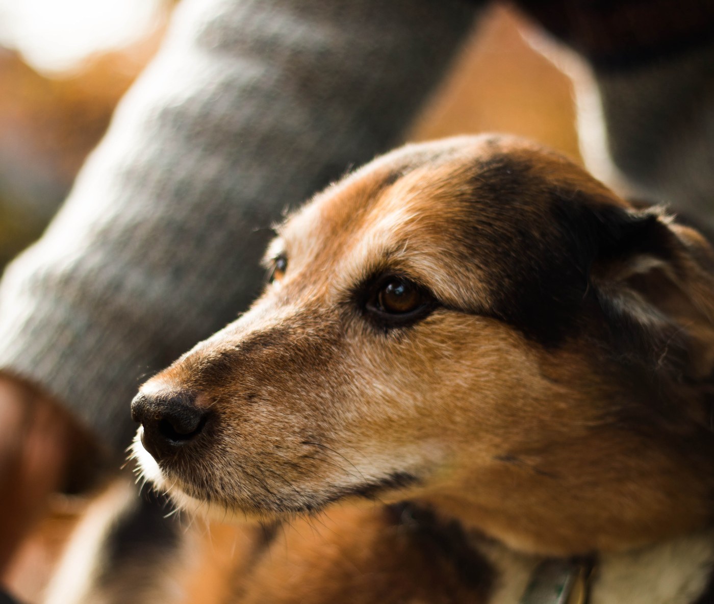 多比·修复后被读懂 — 巨小萌